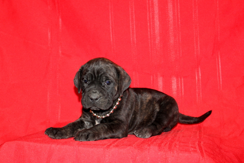 puppy, for, sale, Cane Corso, Matthew B. Stoltzfus, dog, breeder, Gap, PA, dog-breeder, puppy-for-sale, forsale, nearby, find, puppyfind, locator, puppylocator, aca